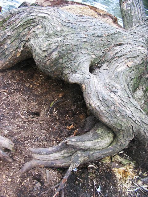 Коряга 