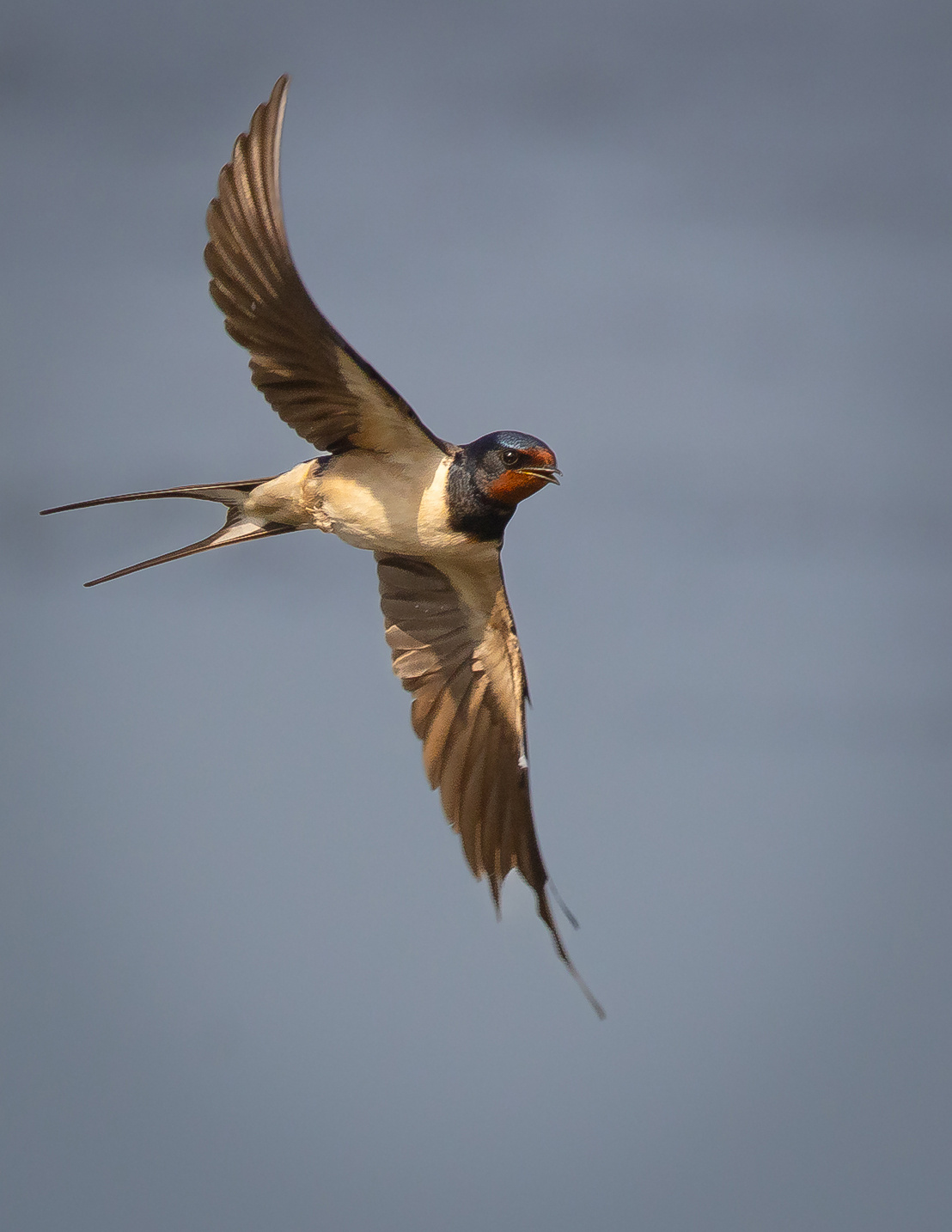 Swallow 