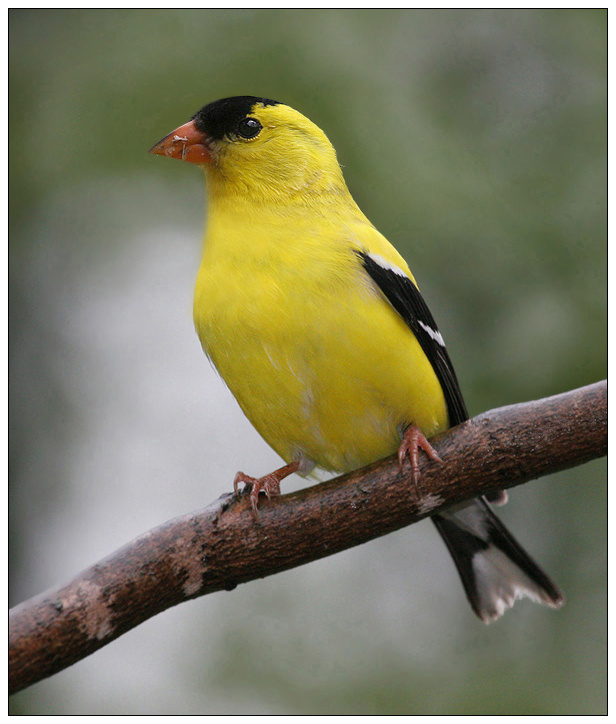 Goldfinch goldfinch
