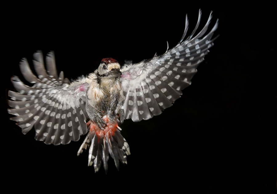 Развернутый Большой пестрый дятел, Great Spotted Woodpecker, Dendrocopos major, полет