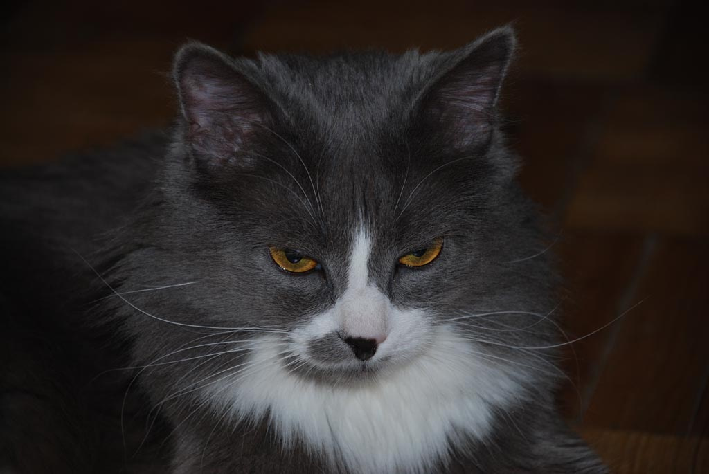 Безмятежность кошки кот животные