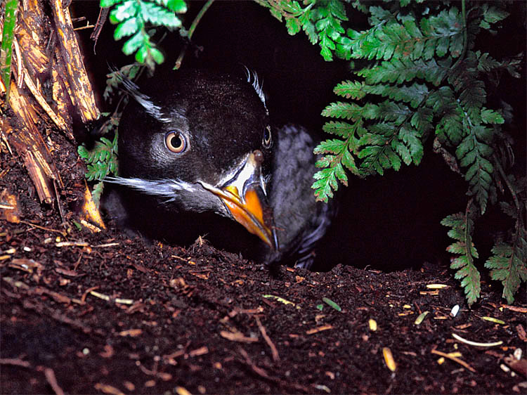 Гном Тупик-носорог, Cerorhinca monocerata, Rhinoceros Auklet