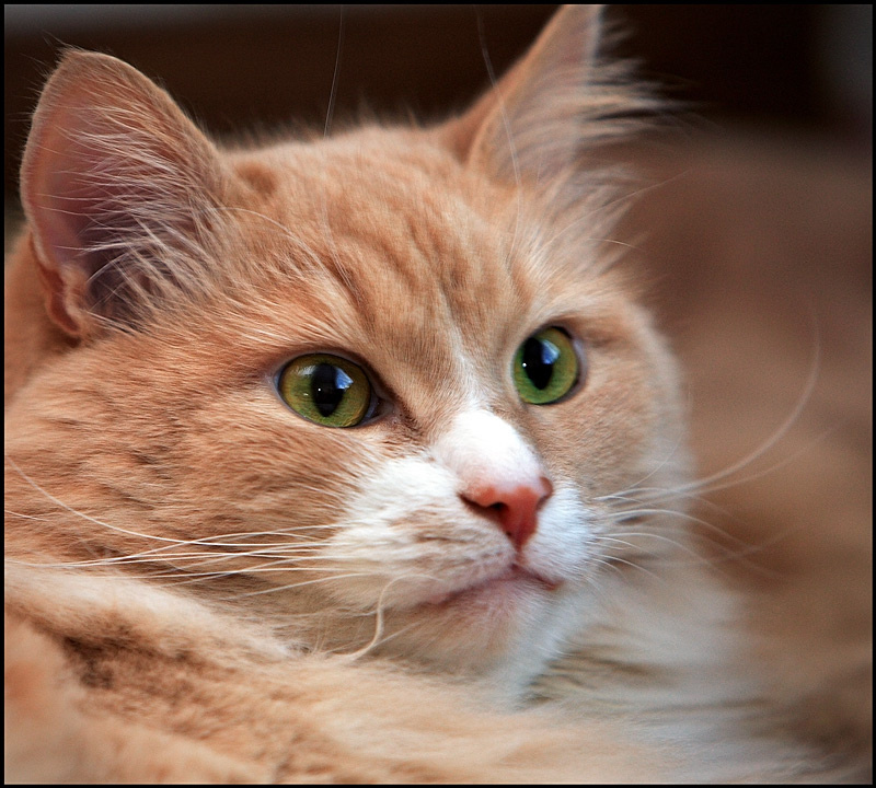Любителям кошек... Кошки