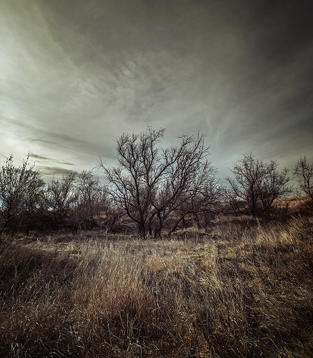 о_О scene, landscape, wood, tree, dark, cloud, grass, деревья, пейзаж, трава, облака, природа