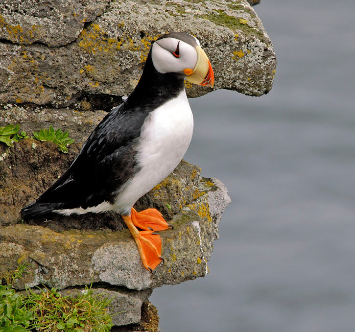 Морской попугай Ипатка, Fratercula corniculata, Остров Св. Георгия, о-ва Прибылова, Horned Puffin, St. George Island, the Pribilofs, Bering Sea, Alaska