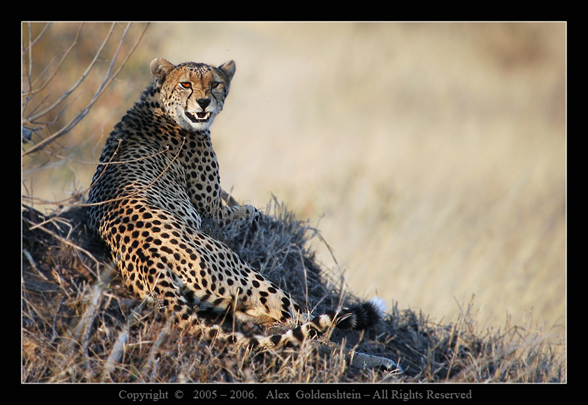 Заметил... Гепаpд, (Acinonyx-jubatus, Cheetah), Африка-Кения, Масай-Мара, Август-2006, Фото-Сафари  с, Вадимом, Онищенко