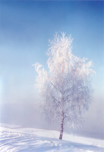 The Silver Birch Winter