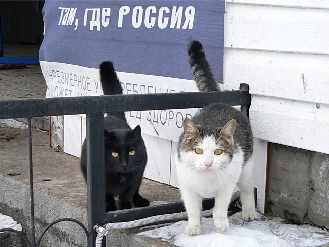 Там, Где Россия кошки