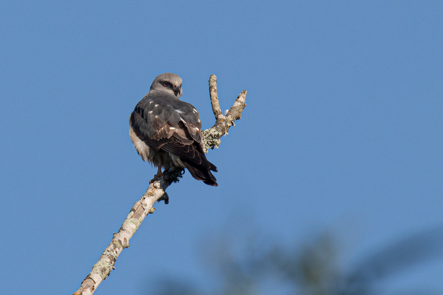 Миссисипский коршун, Mississippi Kite, Ictinia mississippiensis Миссисипский коршун Mississippi Kite Ictinia mississippiensis