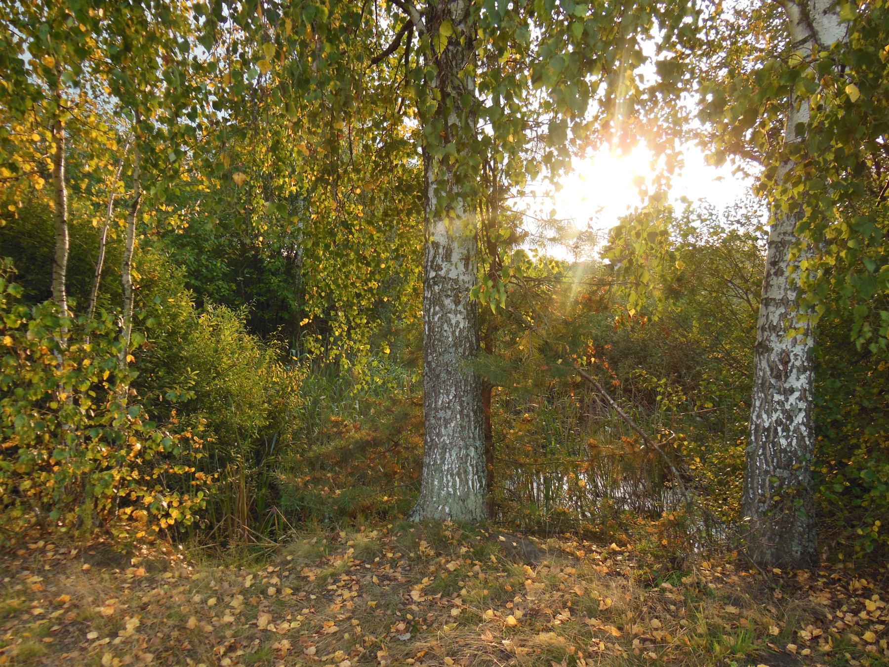 Сентябрьский закат... березы,листья,осень.