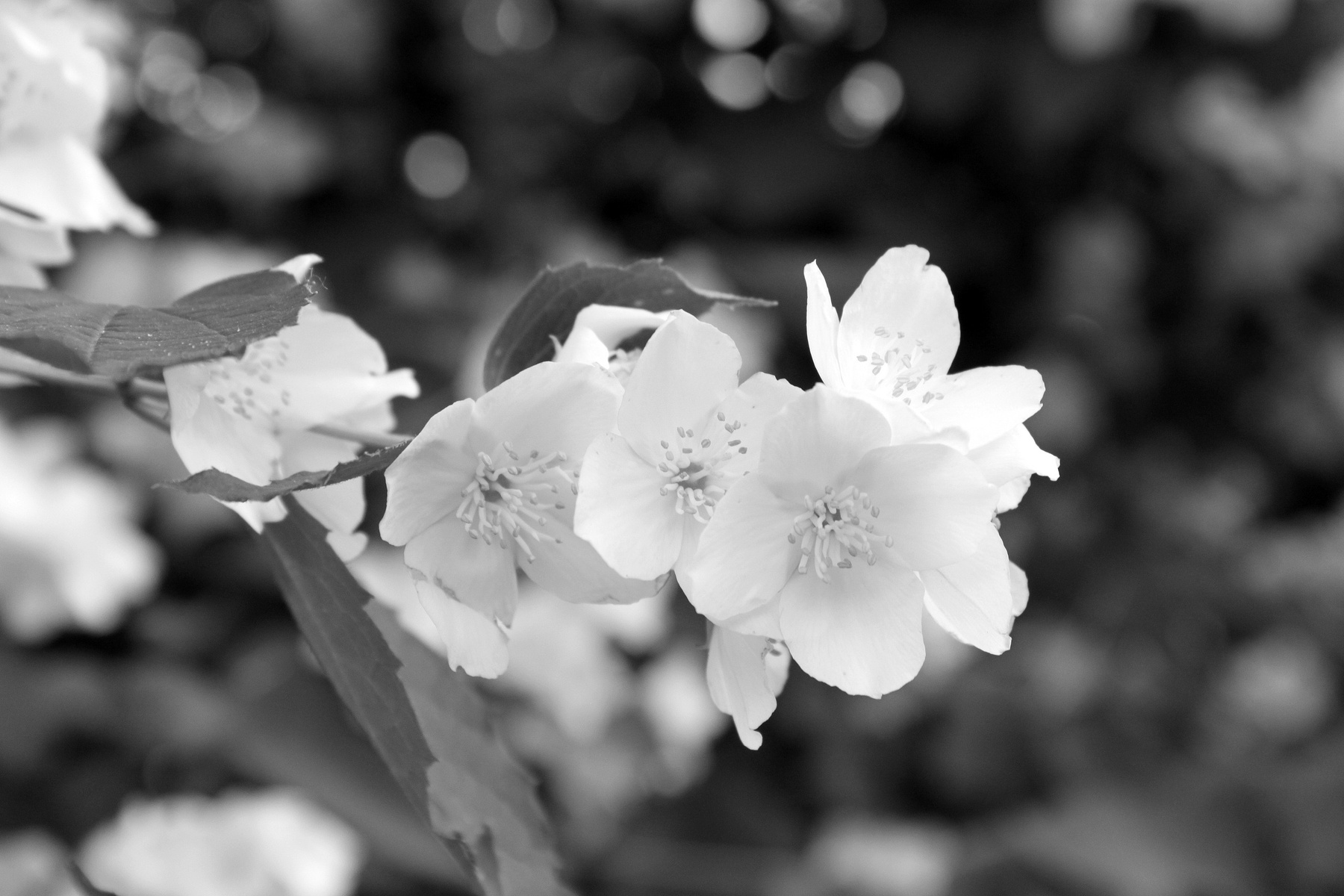 spring blossom 