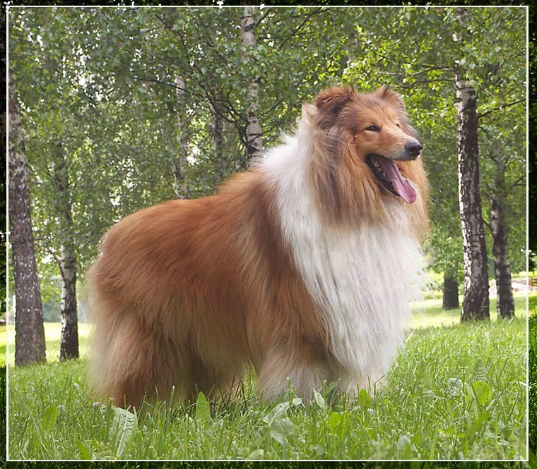 На природе собака колли