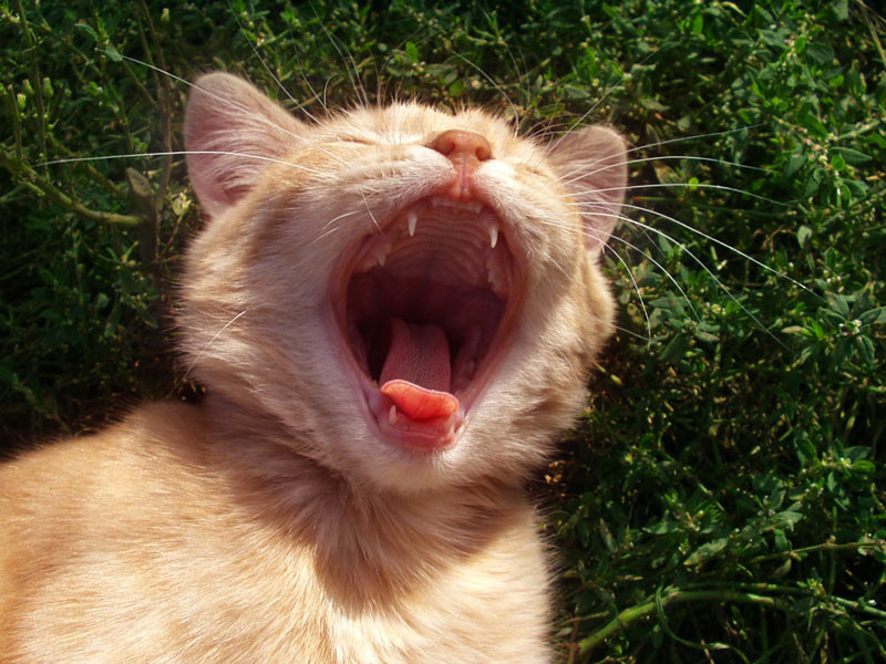 Р-р-р! котенок тигр рычание кот кошка мяу киска