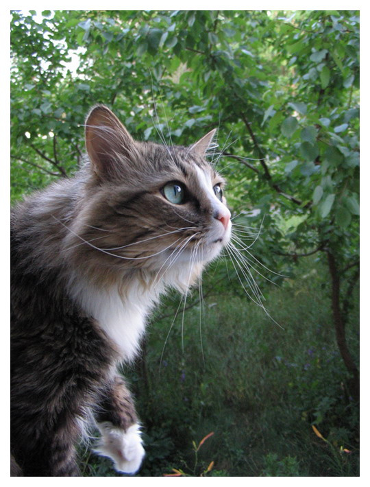 So wonderful world outside! кот