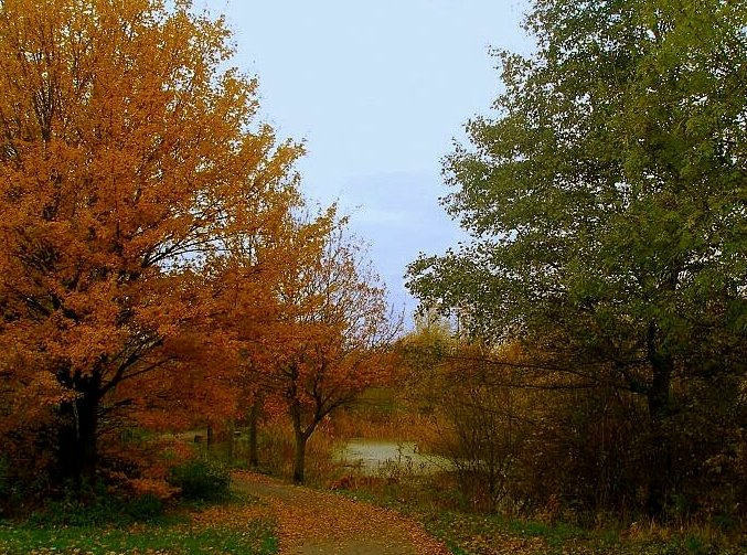 осень осень природа