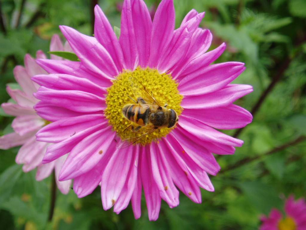 An enjoying bee bee