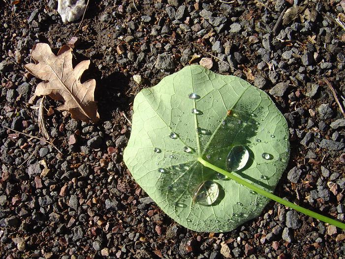 Another Leaf Leaf Winter
