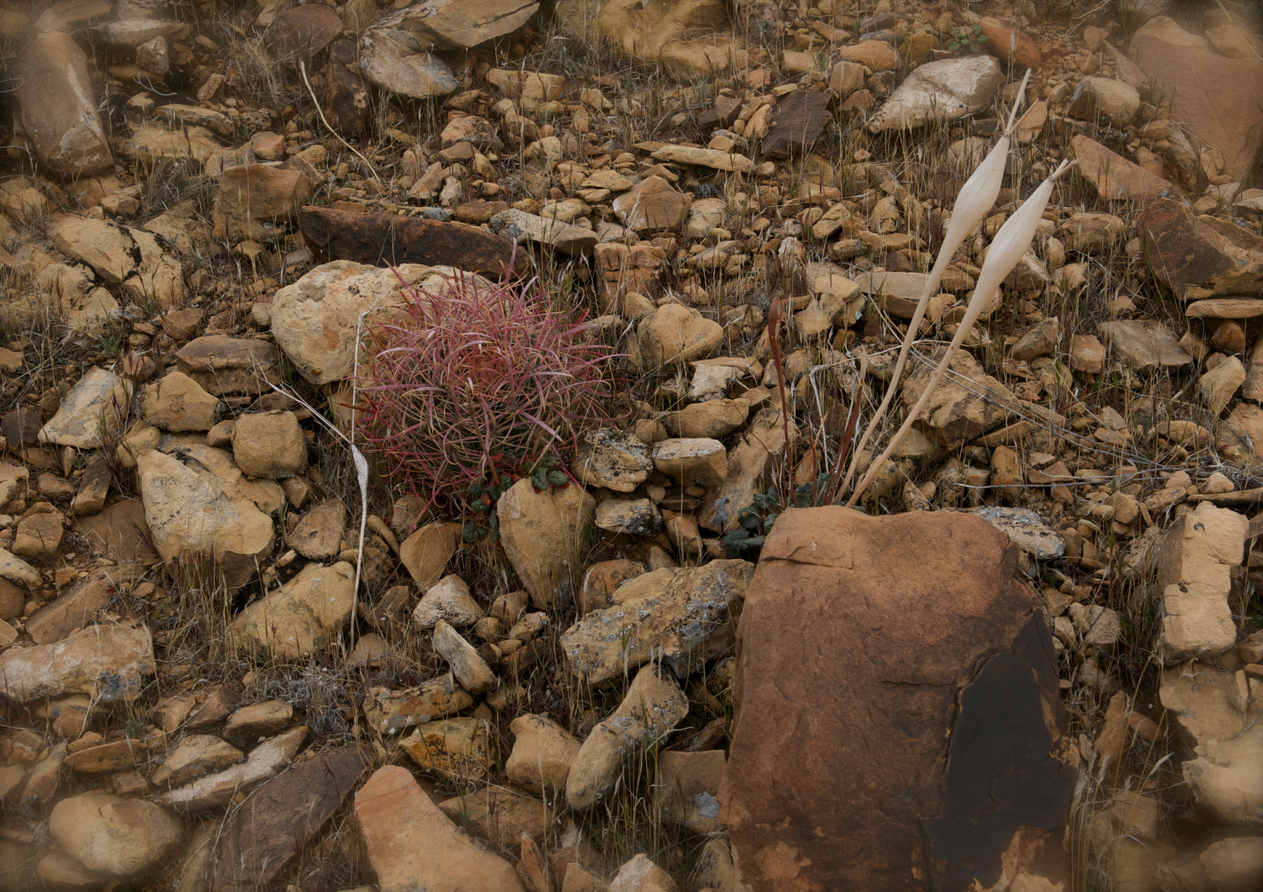 ***Cactusland#3/kaktusionok/ 