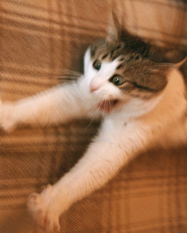 ЭТО МОЯ ДОБЫЧА!!! кот яростный движение усы
