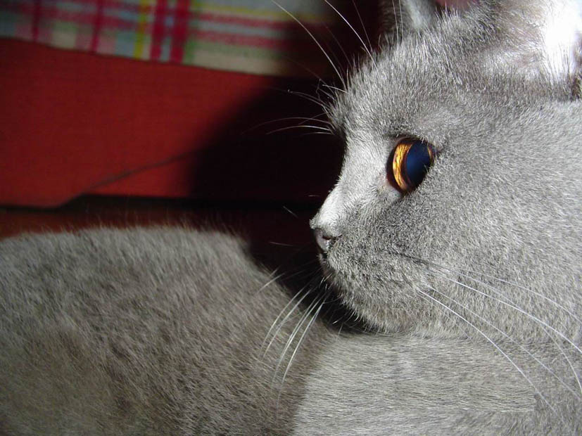 Дымка кошка, мечта, дума