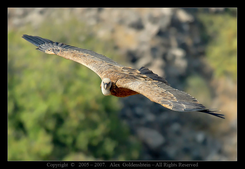 Белоголовый сип (Griffon Vulture). Griffon, Vulture, Белоголовый, сип, (гриф), Гамла, заповедник, Израиль