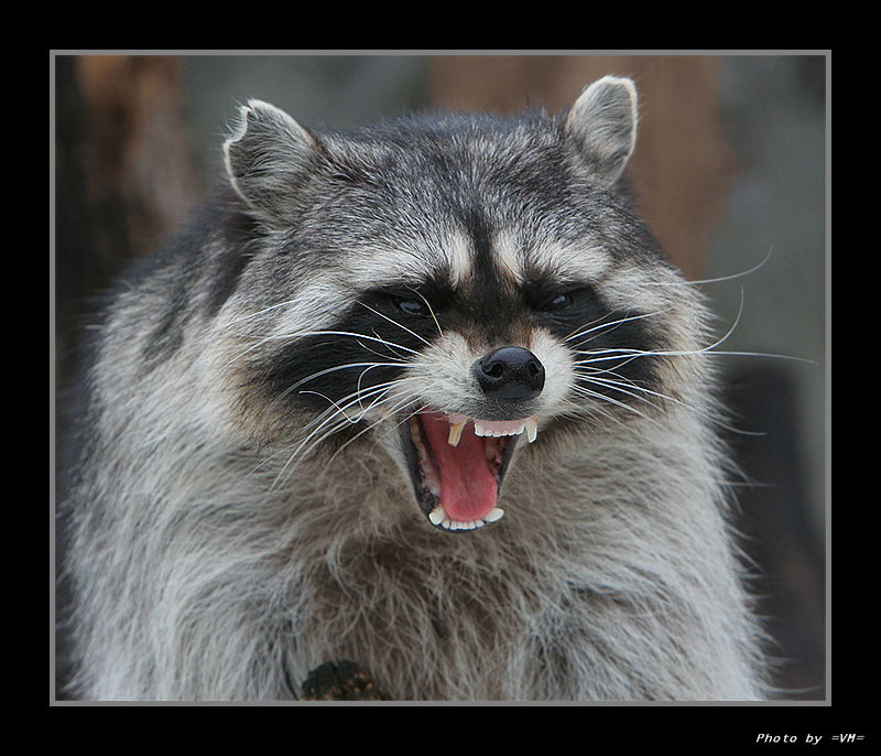Tooths... 