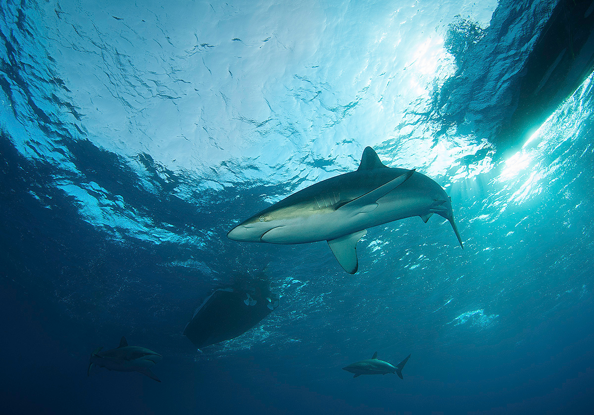 Silky shark акула дайвинг Куба