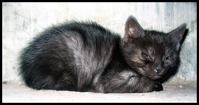 Котёнок под ванной котёнок, кошка