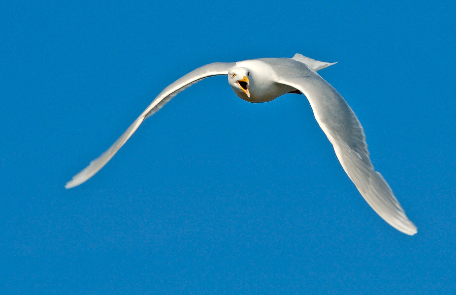 Атака Бургомистр, Larus hyperboreus, Glaucous Gull, Tobseda, Barents Sea, Arctic