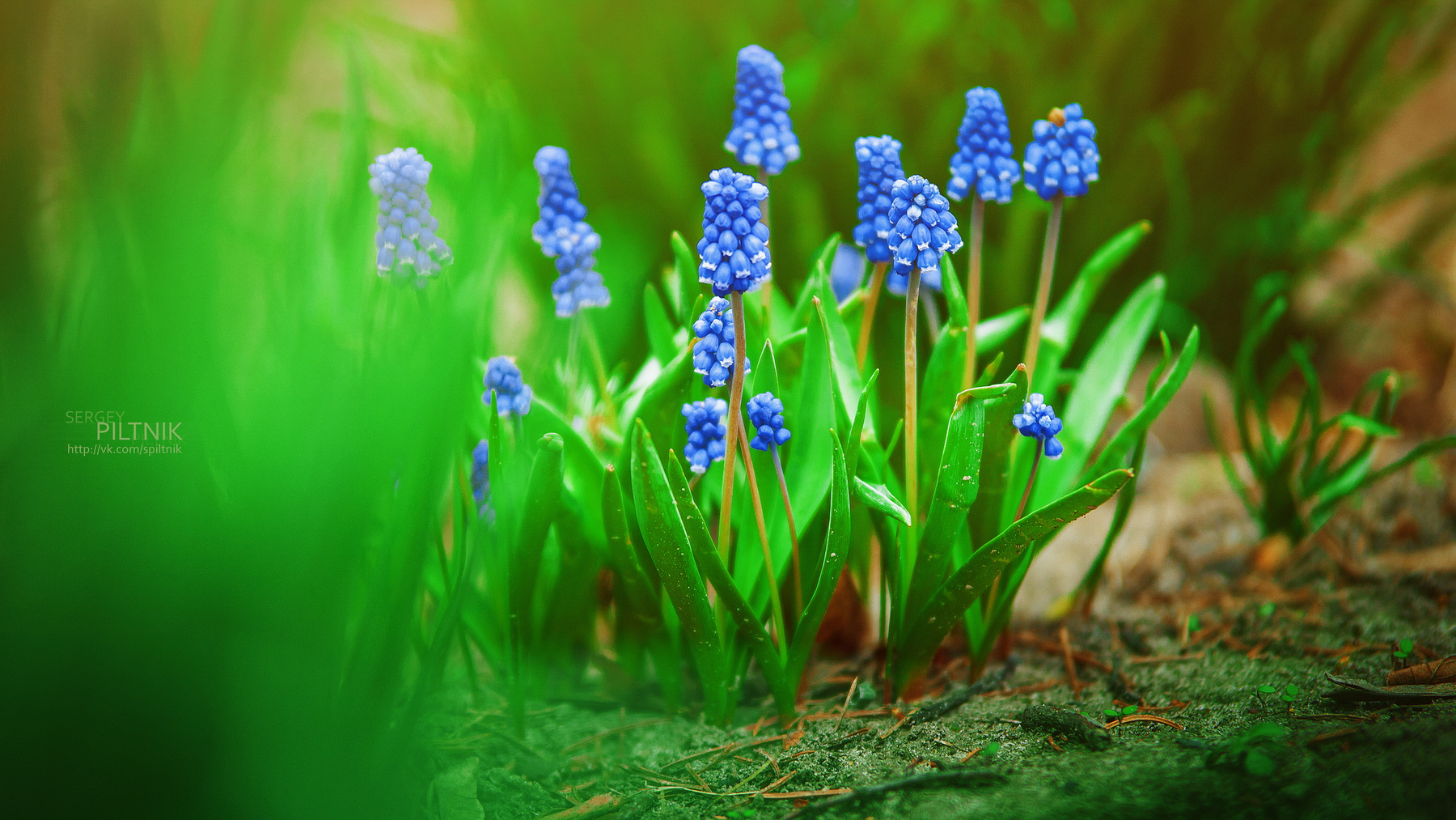 spring flowers Piltnik