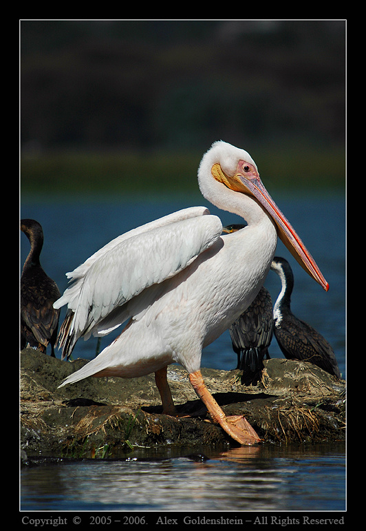 Бррррр, а водичка то холодная сегодня :) Розовый-пеликан (Pelecanus-onocrotalus) Африка, Кения, озеро Найваша, Август-2006, Фото-Сафари, Мастер-Класс, с, Вадимом-Онищенко