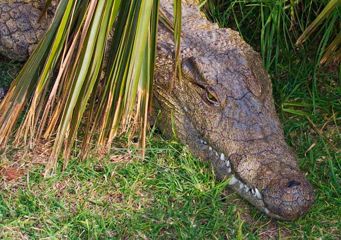Hello, Croco крокодил Африки