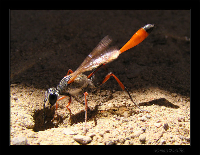 Оска "Pompilidae" роет норку. 