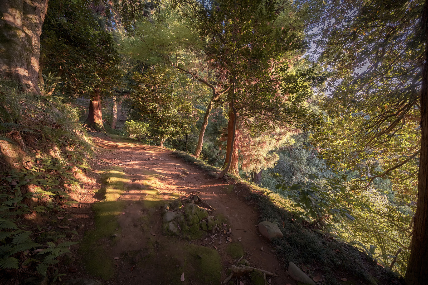 Sunny Road batumi botanical garden path sun sunlight trees sunset wood nature park green giants landscape scenery travel outdoors georgia adjara sakartvelo chizh