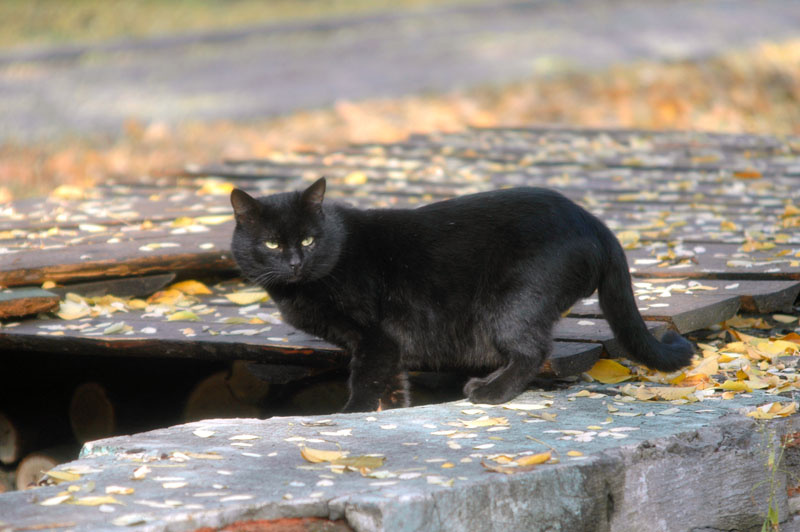 * просто кошка которая показалась мне симпатичной =)