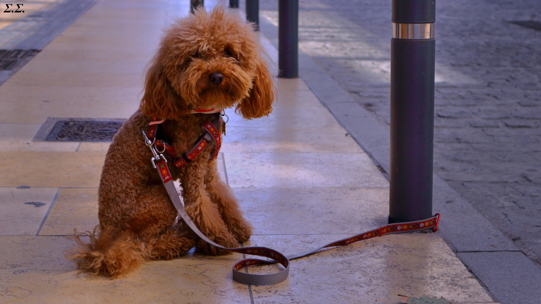 SAD DOG 