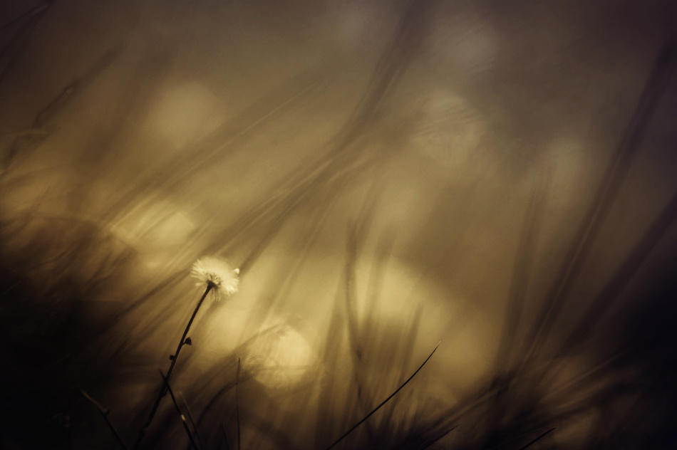 Song of dandelion 