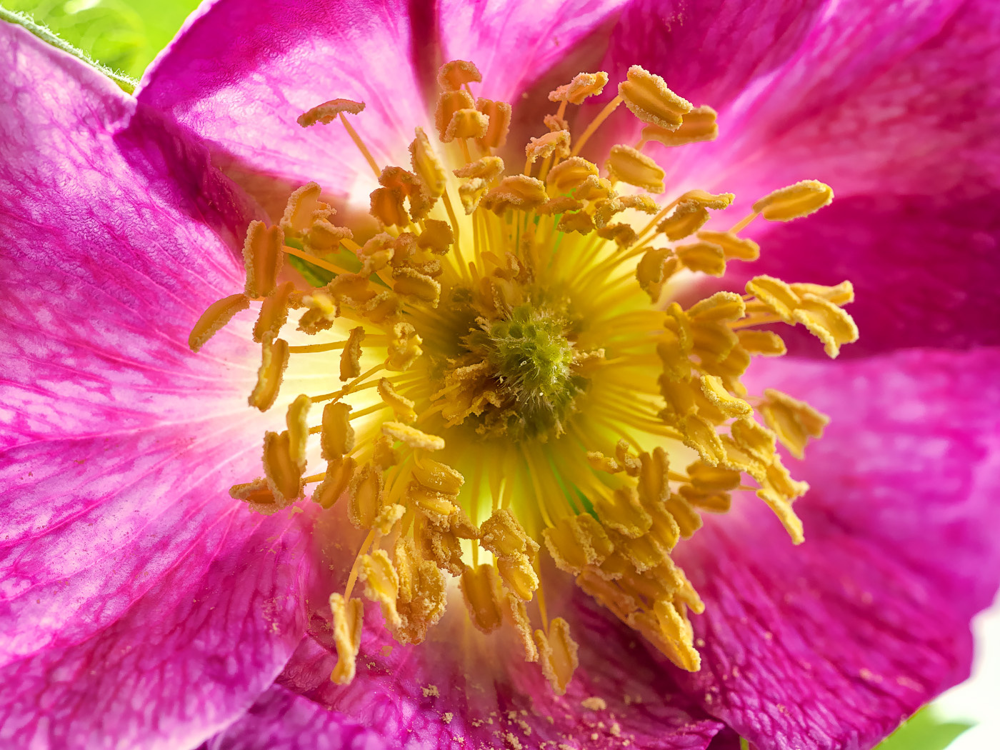 Центральная часть цветка шиповника морщинистого (Rosa rugosa) 