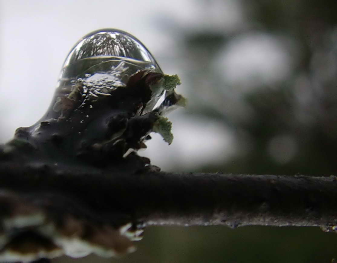 Первая капля весны капля весна вода лес