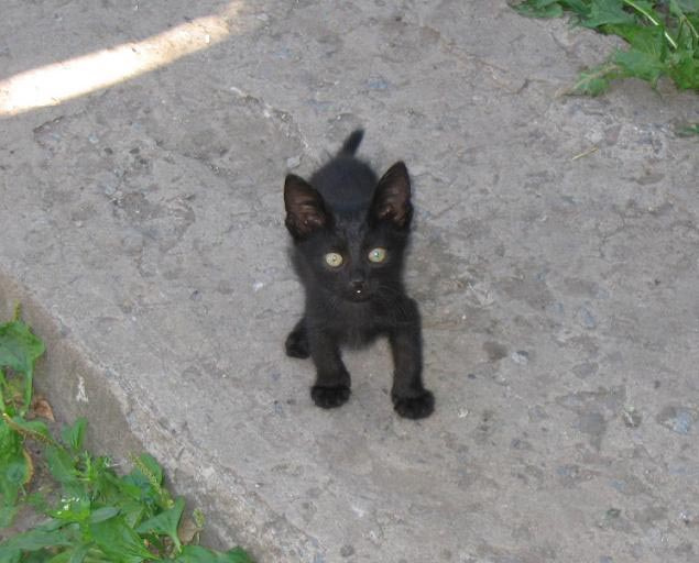 *** котенок