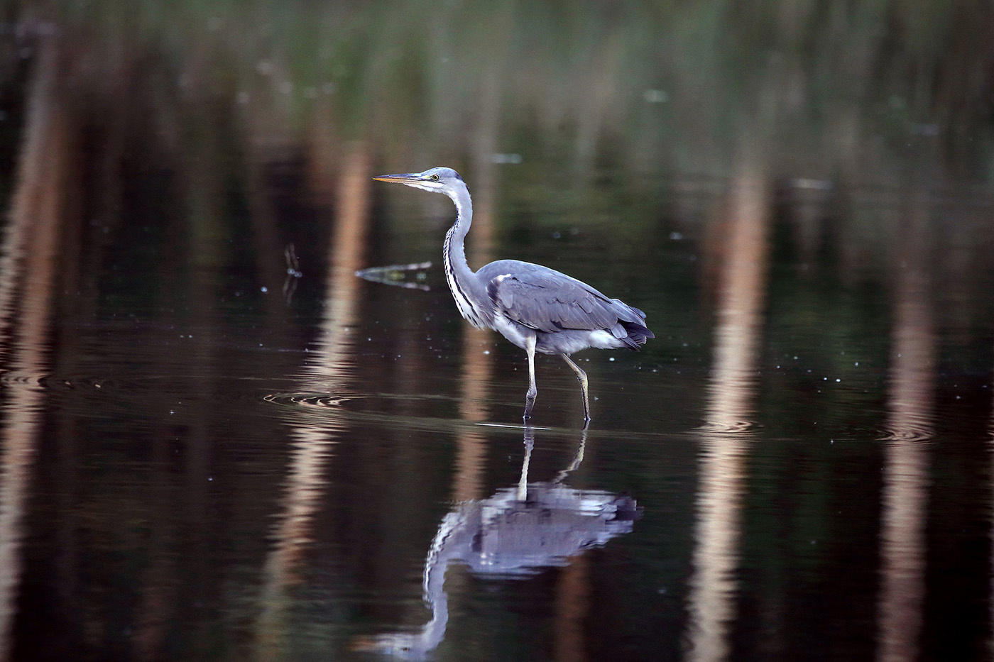 тишь да гладь цапля серая Ardea cinerea отражения озеро