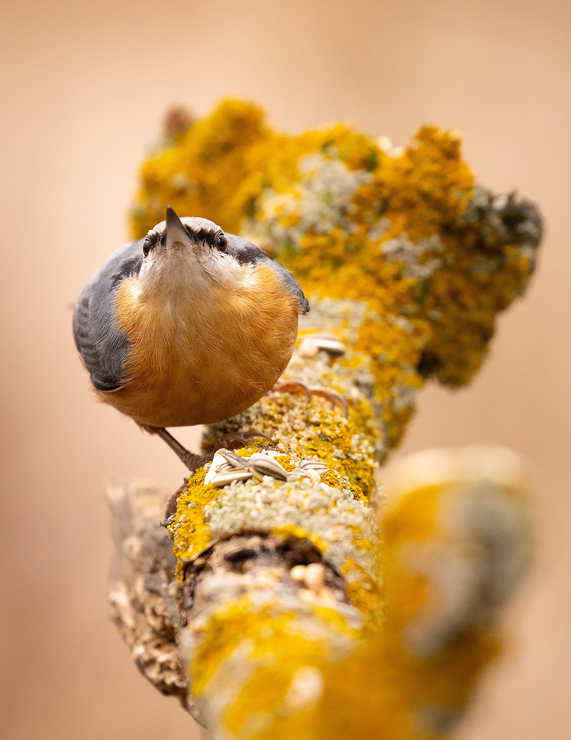 Nuthatch 