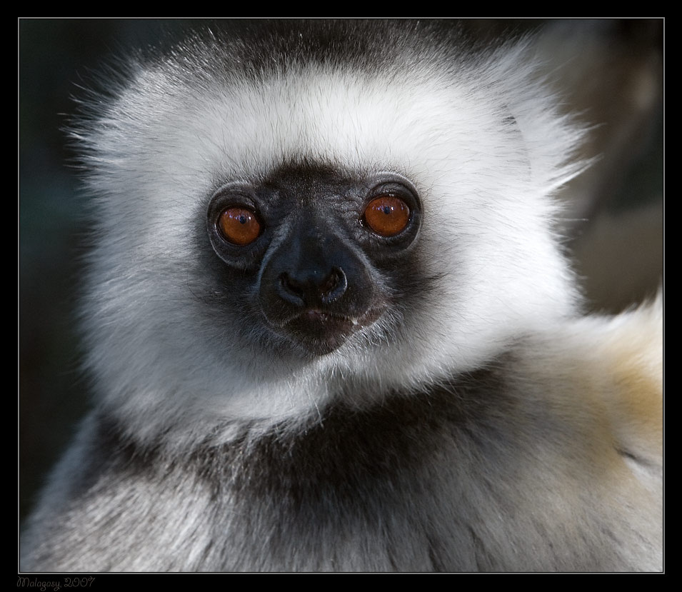 Портрет... мадагаскар madagascar vacona лемур