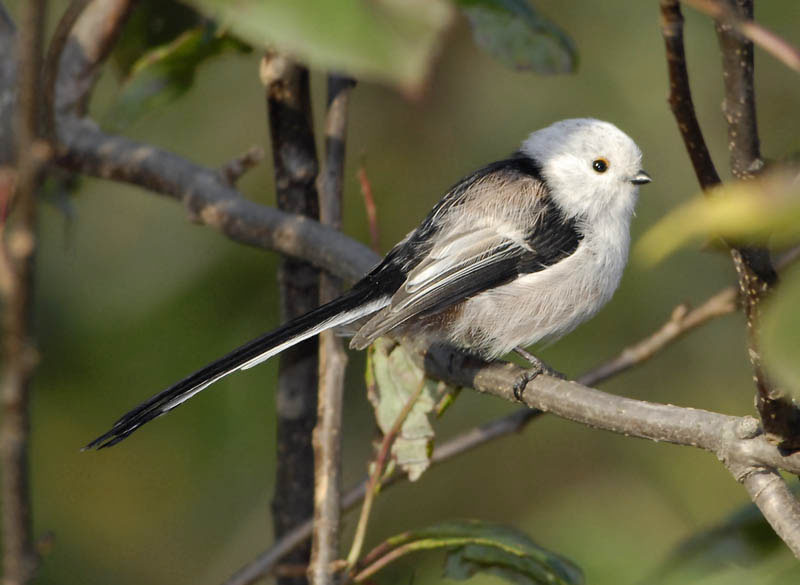 Длиннохвостая синица, ополовник ополовник синица
