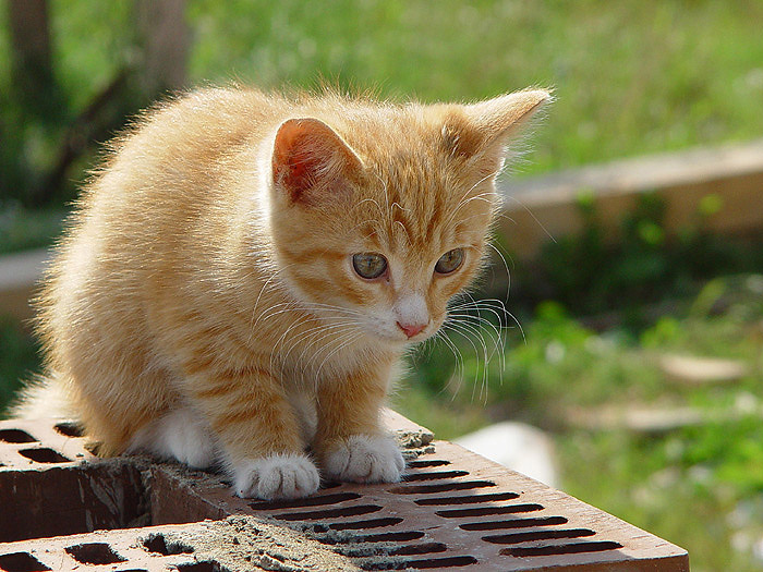 Котенок-прораб котенок,прораб,стройка