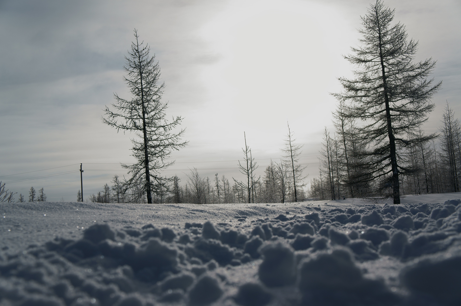 лес природа