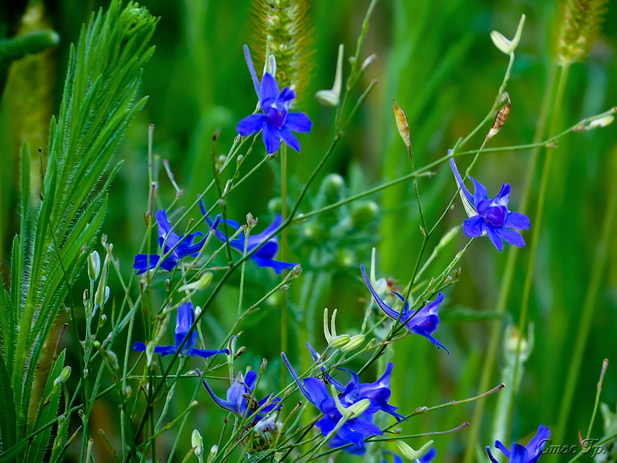 Живокость полевая- Delphinium consolida (L.)    цветы,трава