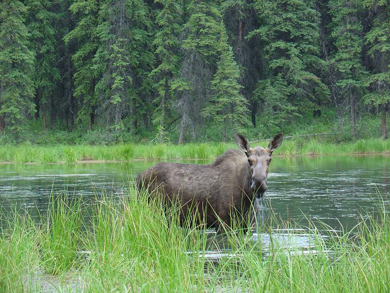 Moose Лось вода еда борода