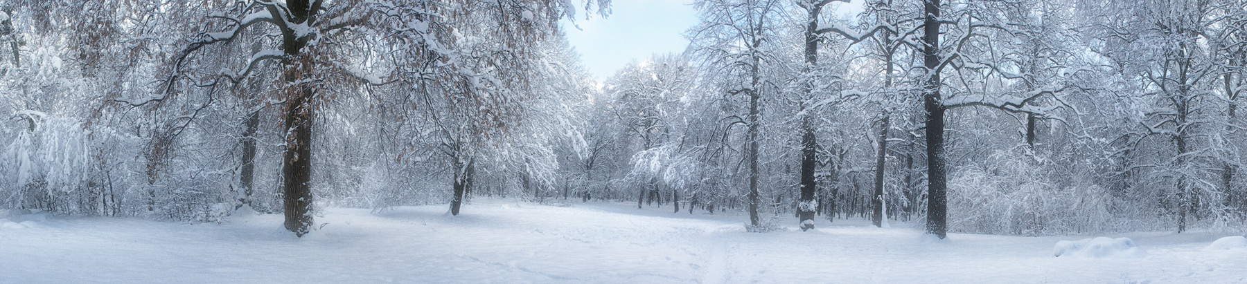 Натоптанный пейзаж зима, лес, зимний лес, панорама, снег