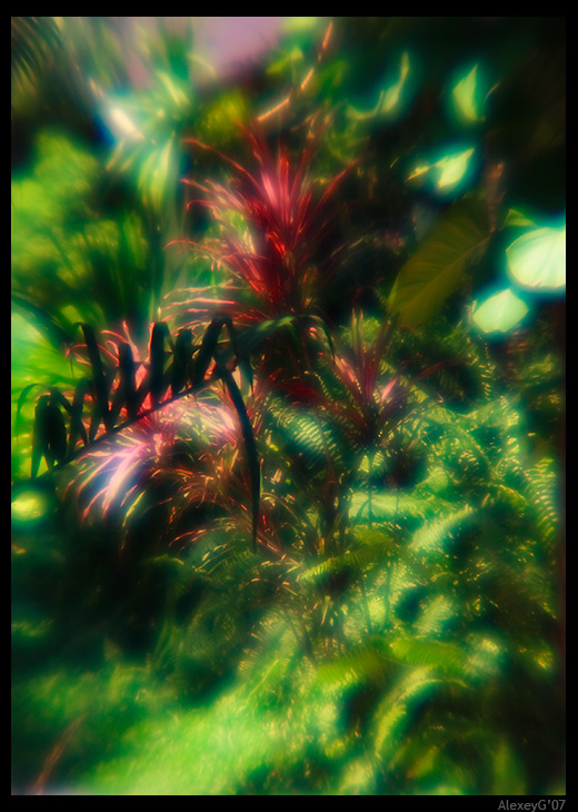Rainforest 2 